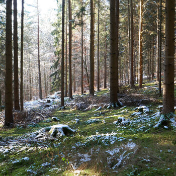 Umgebungsfoto der Studienarbeit "Waldkapelle"
