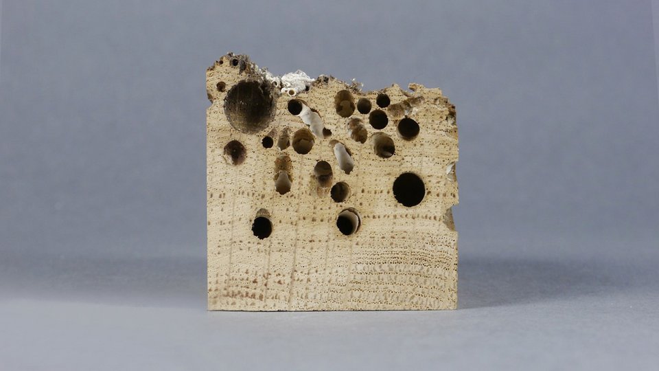 Materialwürfel bestehend aus Eichenholz von einem Holzpfahl aus Venedig