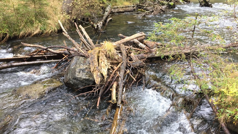 Totholz in einem Bach