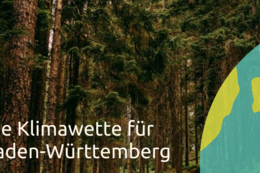 Banner zur Klimawette - Blick in einen Wald