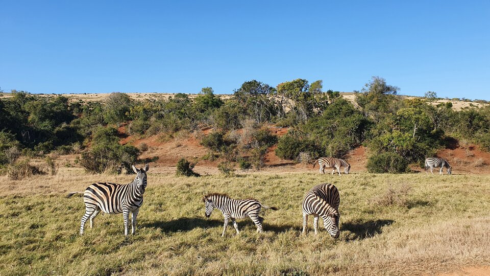 Zebras im Nationalpark