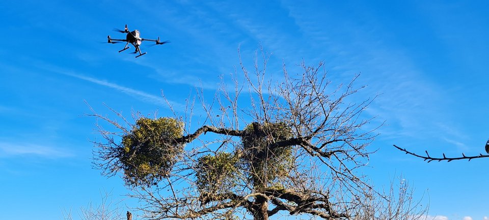 Vermessungsdrohne mit Multispektralkamera fliegt über einen Mistelzweig