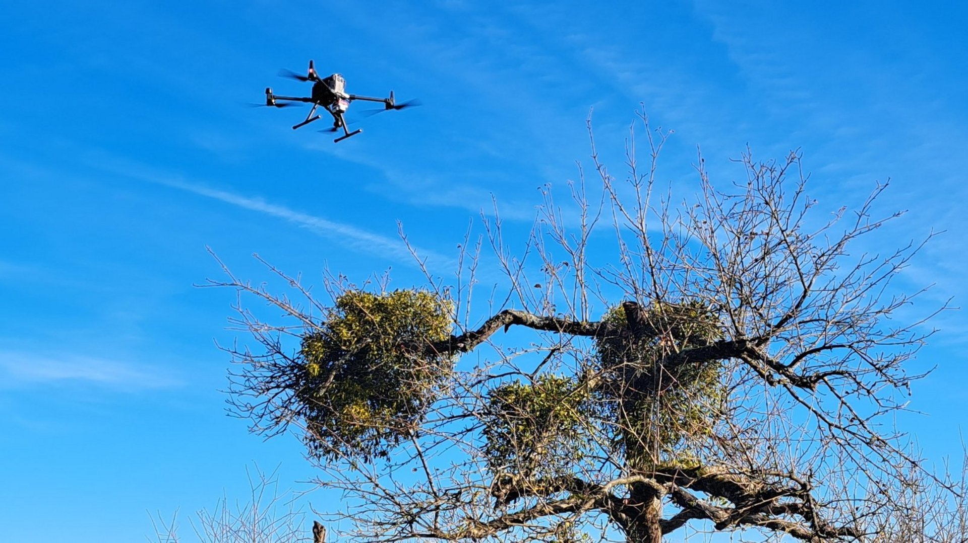 Vermessungsdrohne mit Multispektralkamera fliegt über einen Mistelzweig