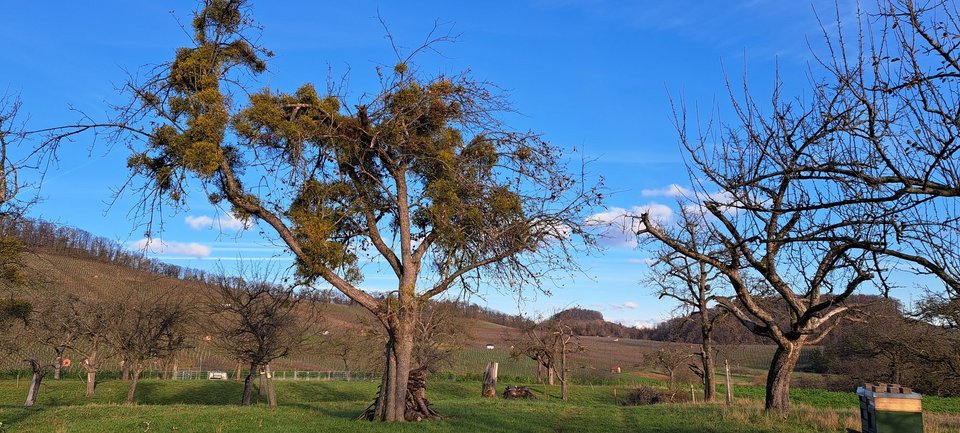 Apfelbaum mit starkem Mistelbefall